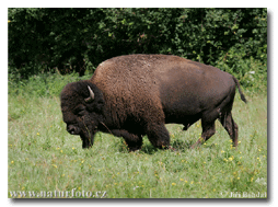 Holsingers Bison Meat